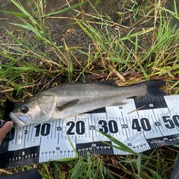 ハネ（マルスズキ）