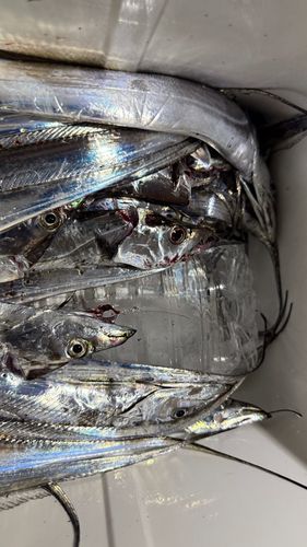 タチウオの釣果