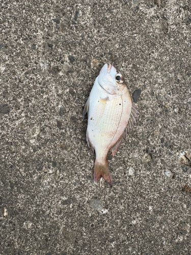 吹浦漁港