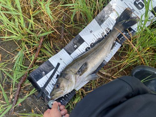 ハネ（マルスズキ）の釣果