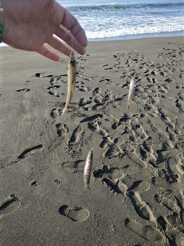 シロギスの釣果