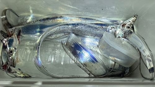 タチウオの釣果