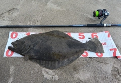 ヒラメの釣果