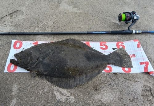 ヒラメの釣果