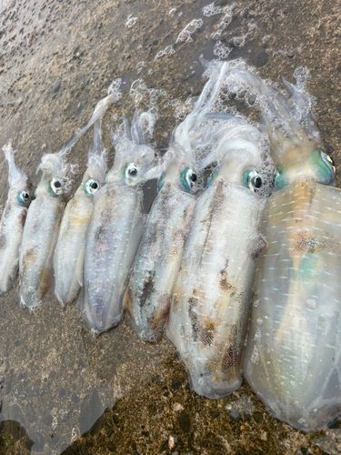 アオリイカの釣果