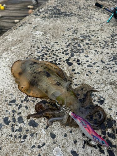 アオリイカの釣果