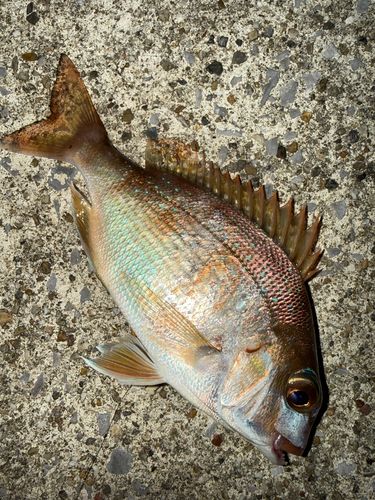 チャリコの釣果