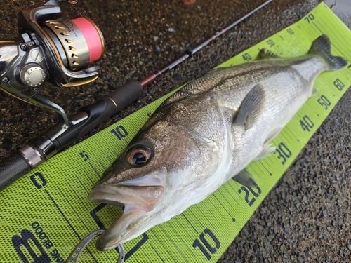 スズキの釣果