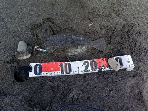 ソゲの釣果