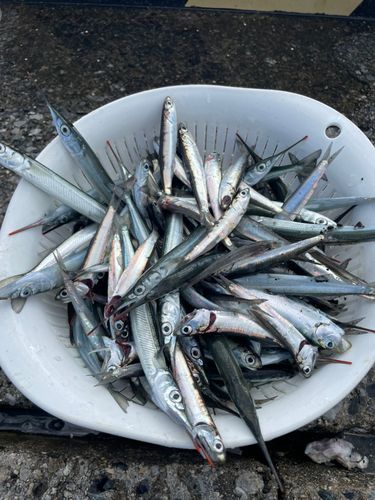カタクチイワシの釣果