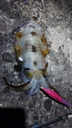 アオリイカの釣果