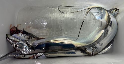タチウオの釣果