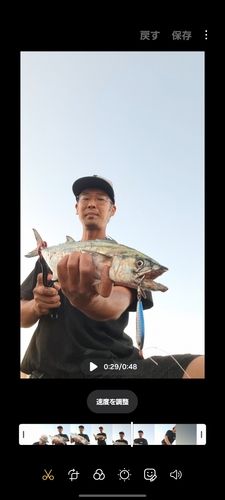 サゴシの釣果