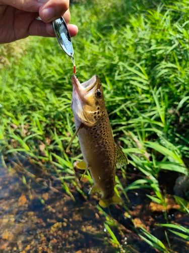 ブラウントラウトの釣果