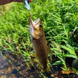 ブラウントラウト