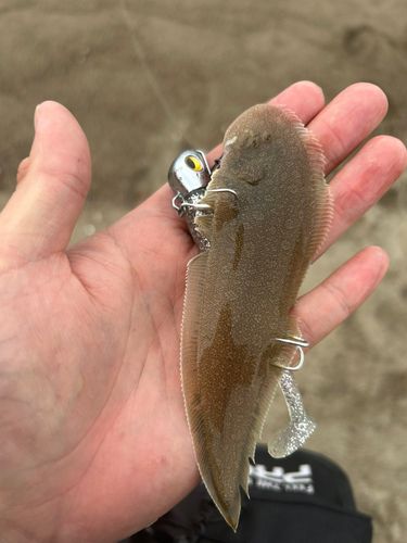 シタビラメの釣果