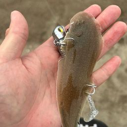 シタビラメ