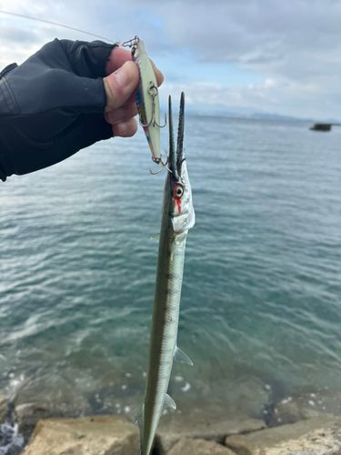 ダツの釣果