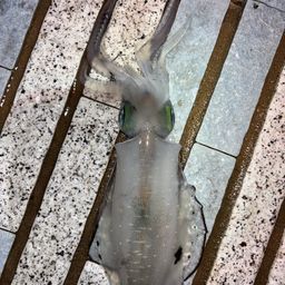 アオリイカ
