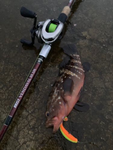 キジハタの釣果