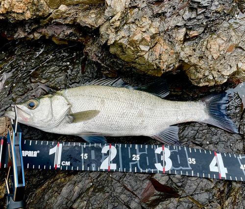 ヒラスズキの釣果