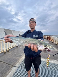 サゴシの釣果