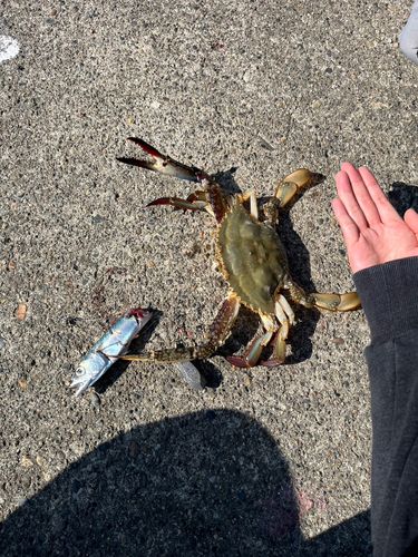 ワタリガニの釣果