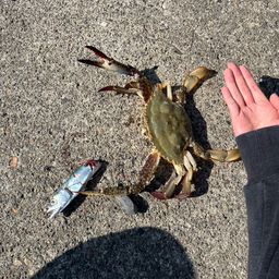 ワタリガニ