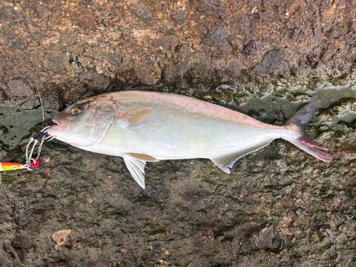 ネリゴの釣果