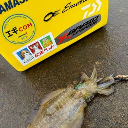 アオリイカ