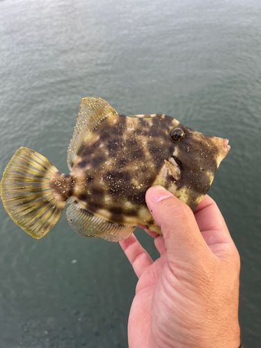 カワハギの釣果