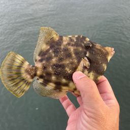 カワハギ