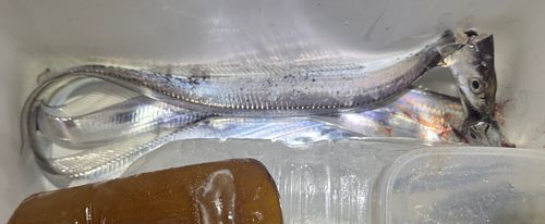タチウオの釣果