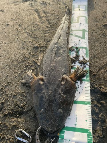 マゴチの釣果