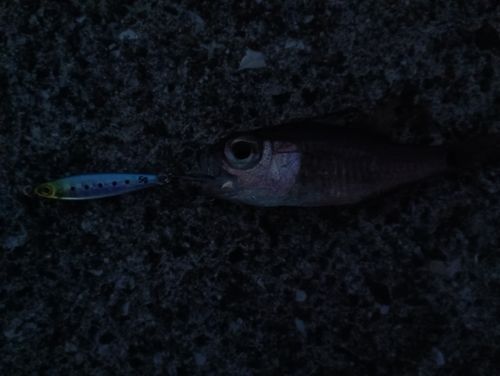 ネンブツダイの釣果