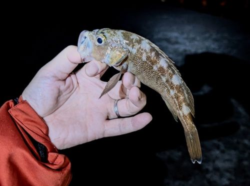 エゾメバルの釣果