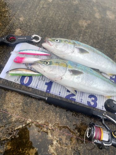 イナダの釣果