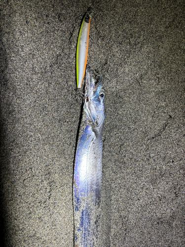 タチウオの釣果