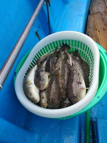 ショウサイフグの釣果