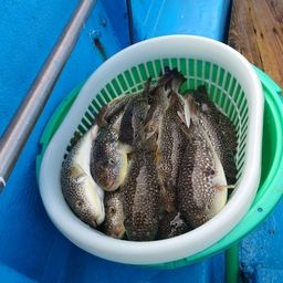 ショウサイフグ