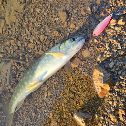 エゾイワナの釣果