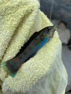 ニシキベラの釣果