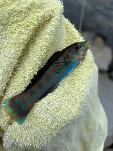 ニシキベラの釣果