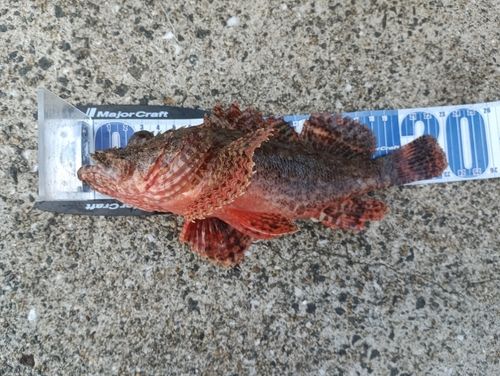 イヌカサゴの釣果