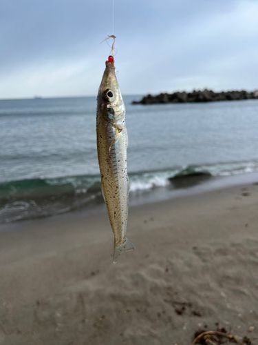 キスの釣果