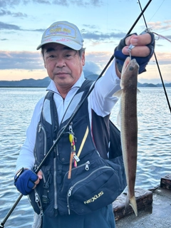 エソの釣果