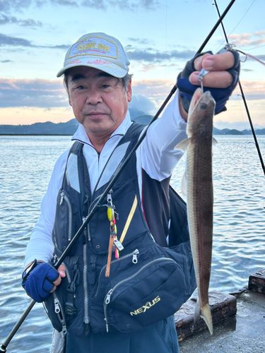 エソの釣果