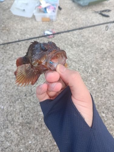アラカブの釣果