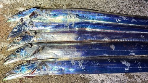 タチウオの釣果