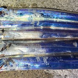 タチウオ